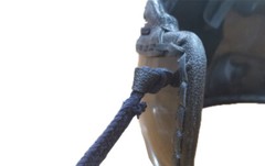 pair of Leather Do Chichikawa-Leather strap Kendo supplies Armor parts The rope