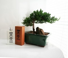 Black Belt Cologne (Men) or Perfume (Women) 3.4 oz EDP – 1 Bottle of Your Choice